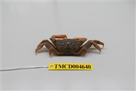 藏品(萬歲大眼蟹)的圖片